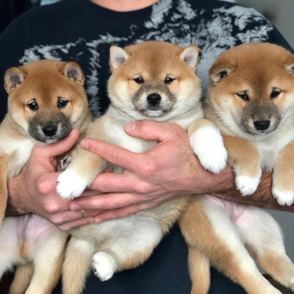 Meet your Posher, Irina